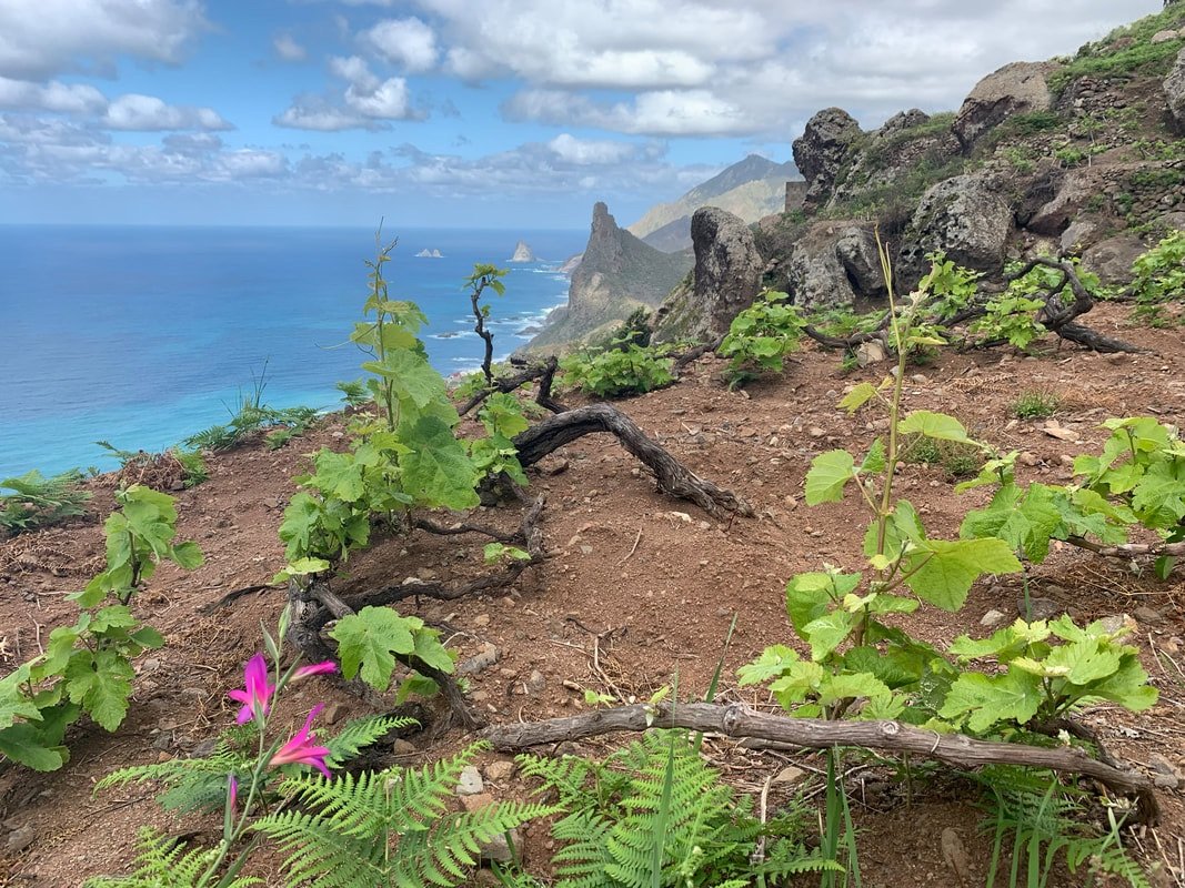 Viñas viejas en rastra sobre el Atlántico, Taganana, Tenerife