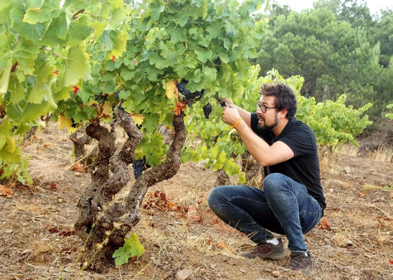 Vendimia de garnacha vieja en vaso sobre pizarra, Frontonio